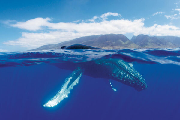 Whales in Cayo levantado - Sunsidetravl Tour Dominican Republic